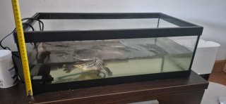 Tortuguera de cristal negra y transparente