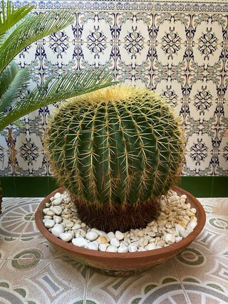 Cactus esférico grande