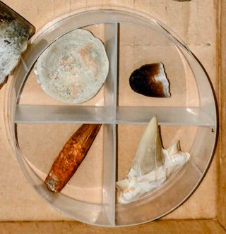 Lote Fósiles Variados + Meteorito
