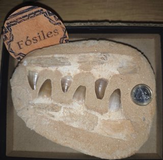 Lote Fósiles Variados + Meteorito