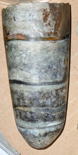 Lote Fósiles Variados + Meteorito