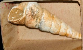 Lote Fósiles Variados + Meteorito