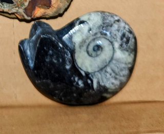 Lote Fósiles Variados + Meteorito