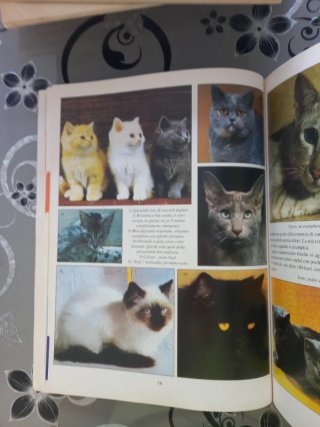 Il mondo degli animali