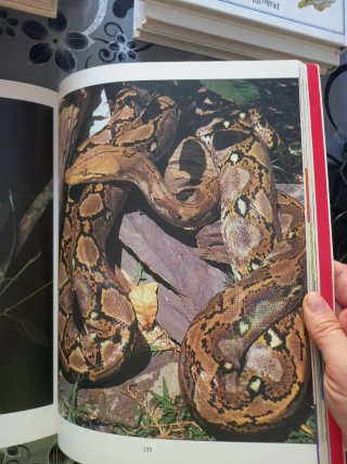 Il mondo degli animali