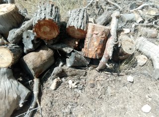 Leña de pino para chimenea