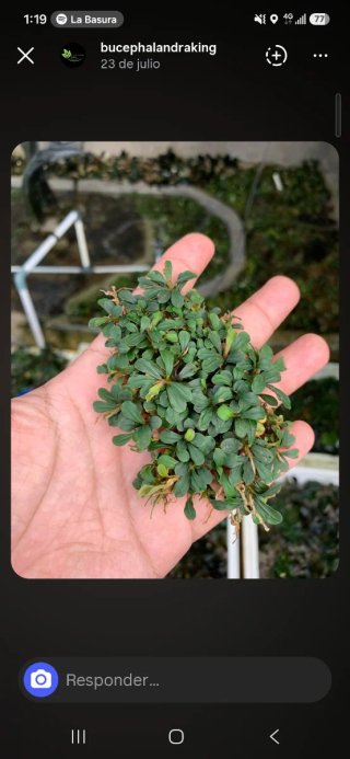 Bucephalandra clump