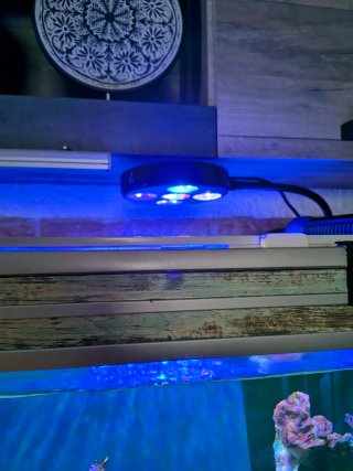 Pantalla LED Coral Box Moon plus para marino