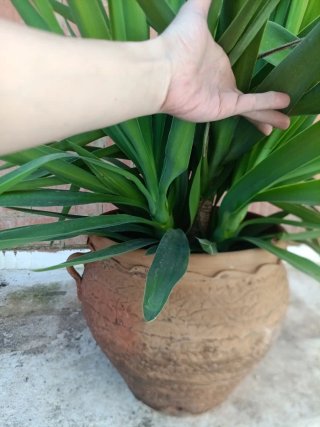 Planta Yuca en Maceta de Barro, con con dos hijos.