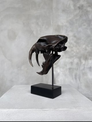 Cráneo de Tigre Dientes de Sable - Bronce