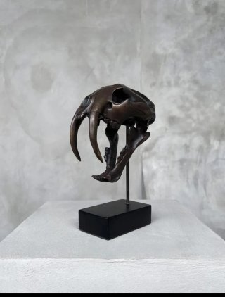 Cráneo de Tigre Dientes de Sable - Bronce