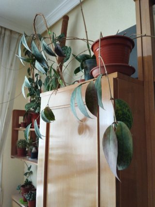 Aeschynantus marmoratus planta adulta