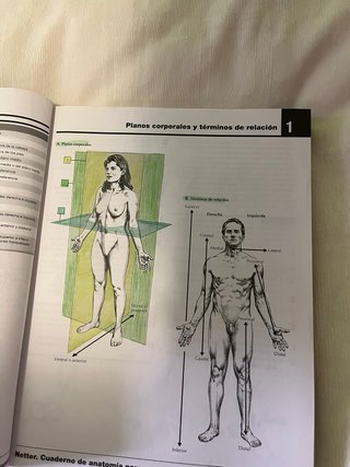 Netter Cuaderno de anatomía para colorear