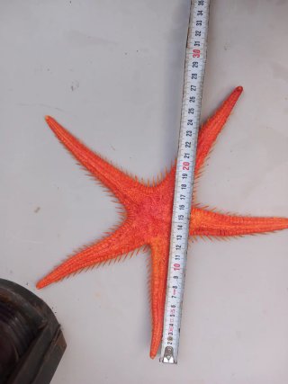 Farol barco antiguo y estrella de mar