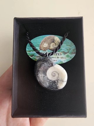 Collar Ammonites Goniatites Fósil