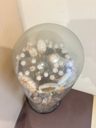 Fanal Isabelino con flores de conchas