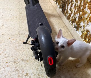 Xiaomi Mi Electric Scooter Pro 2