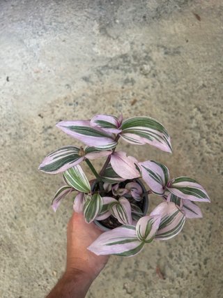 Planta Tradescantia Nanouk