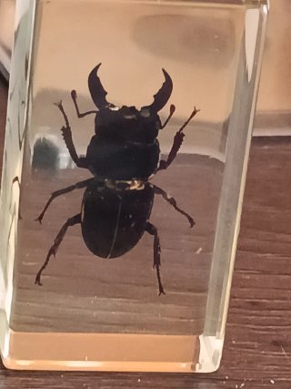 7 Insectos en Resina