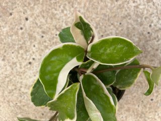 Planta Hoya Carnosa Compacta Variegada
