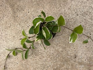 Planta Hoya Carnosa Compacta Variegada