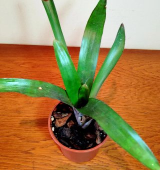 Planta.Bromelia.Neoregelia Farinosa.
