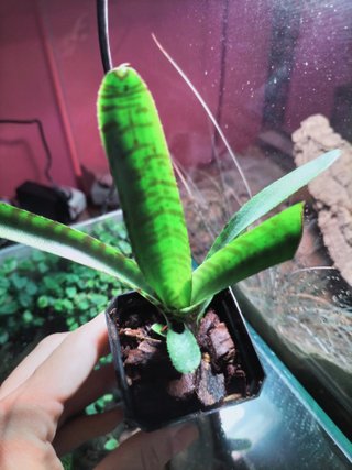 Bromelia Neoregelia Punctatissima