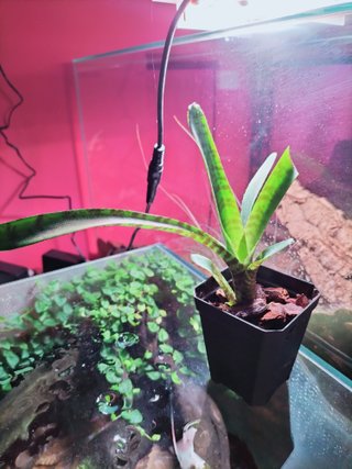 Bromelia Neoregelia Punctatissima