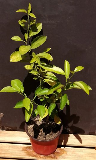 Naranjo pre-bonsai y jardín