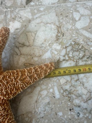 Stella marina decorativa