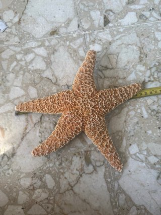 Stella marina decorativa