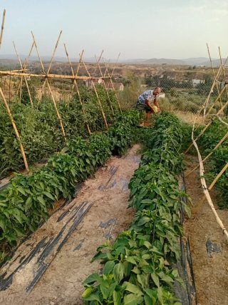 Hortaliza ecológica recién cosechada