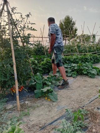 Hortaliza ecológica recién cosechada