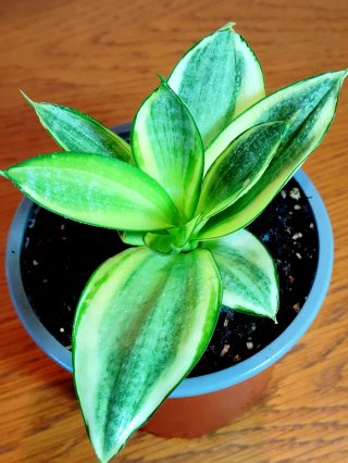 Planta.Sansevieria Trifasciata "Golden Hahnii".