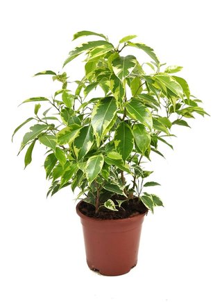 Venta de plantas de interior y exterior