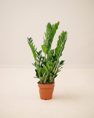 Venta de plantas de interior y exterior