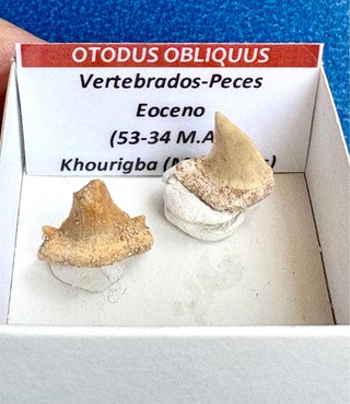 Dientes Fósiles Tiburón Otodus Obliquus