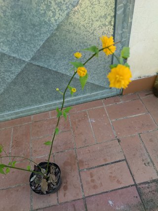 Pianta Kerria japonica Pleniflora fiore doppio h35