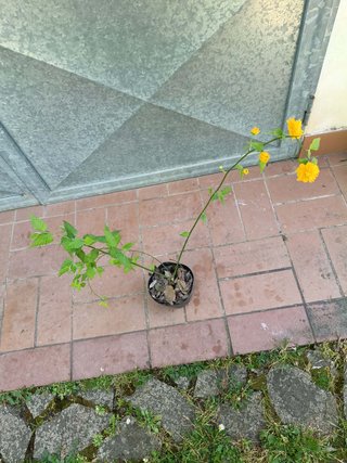 Pianta Kerria japonica Pleniflora fiore doppio h35