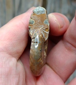 Fósil Ammonite Pulido