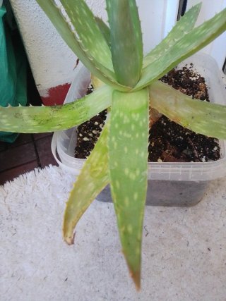 Planta Aloe Vera