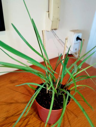 Planta.Tulbaghia Violacea.