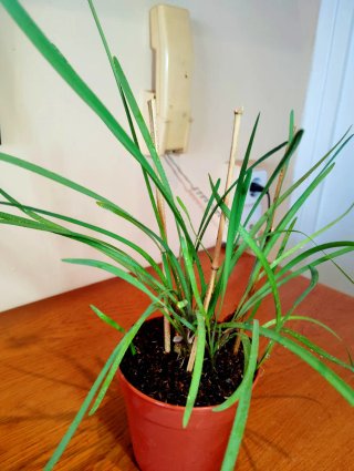 Planta.Tulbaghia Violacea.