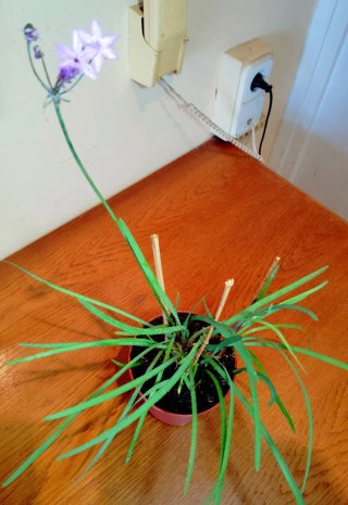 Planta.Tulbaghia Violacea.
