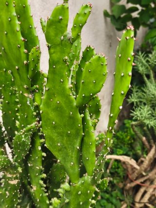 Cactus hijos - Varios tamaños