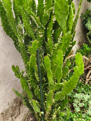 Cactus hijos - Varios tamaños