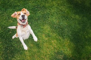 Paseo y cuidado de mascotas