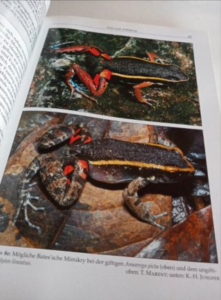 Pfeilgiftfrösche Biologie, Haltung, Arten.