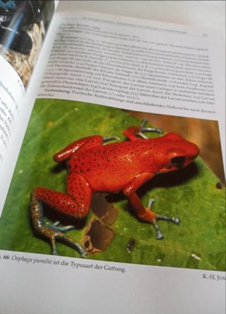 Pfeilgiftfrösche Biologie, Haltung, Arten.