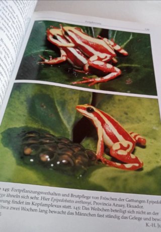 Pfeilgiftfrösche Biologie, Haltung, Arten.